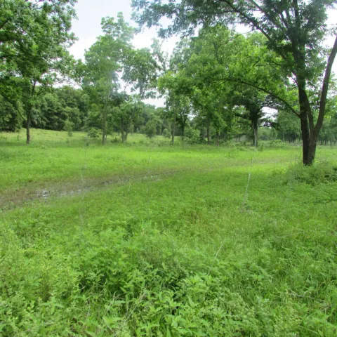 Field with trees showing timber improvement.