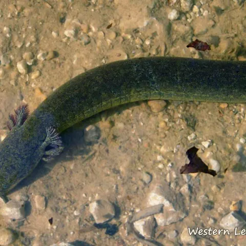 Western Lesser Siren