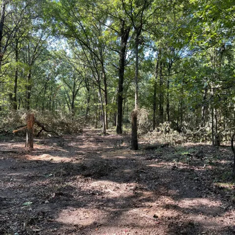 Open wooded area.  Photo RosaLee Walker/ODWC