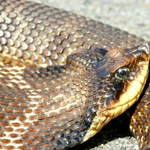 Hognose snake, photo by Holly Lackey