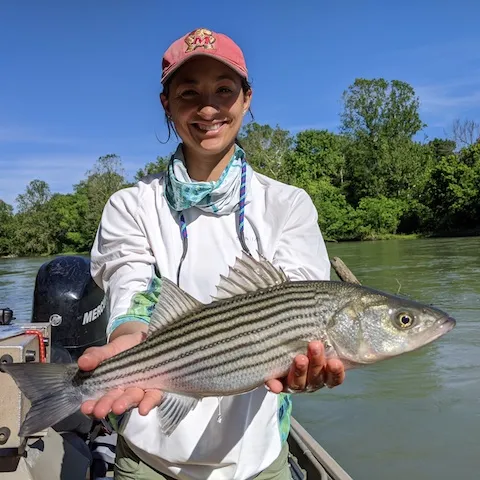 Oklahoma State University graduate research assistant Alex Vaisvil holds a striped bass for research.