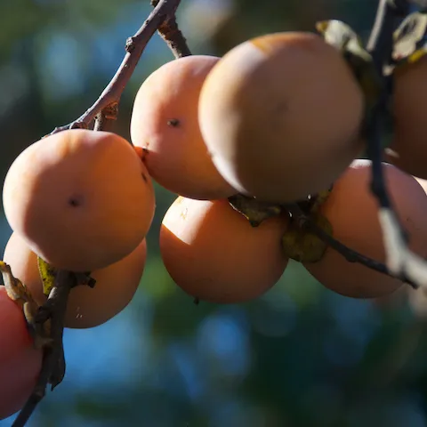 Persimmon.