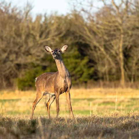 Deer in a field.