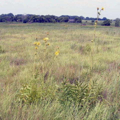Conservation Reserve Program (CRP) field.  Photo by Kyle Johnson