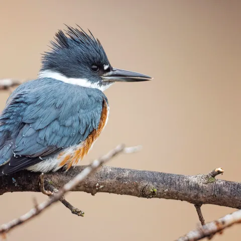 Belted Kingfisher.  Photo by Joe Stewart/RPS 2019