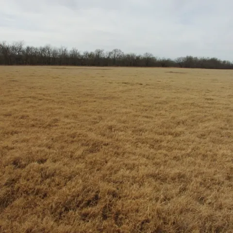 Field of bermudagrass.