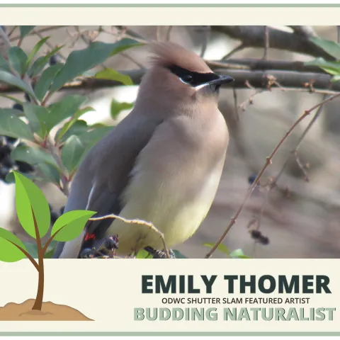Emily Thomer, ODWC Shutter Slam Featured Artist, Budding Naturalist