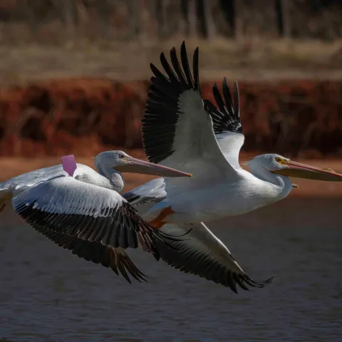 American White Pelican.  Photo by Stephen Ofsthun