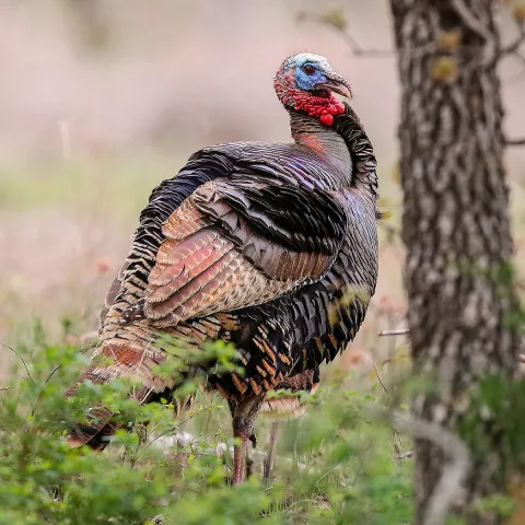 Wild turkey in a field.  Photo by Greg Patterson/RPS 2015