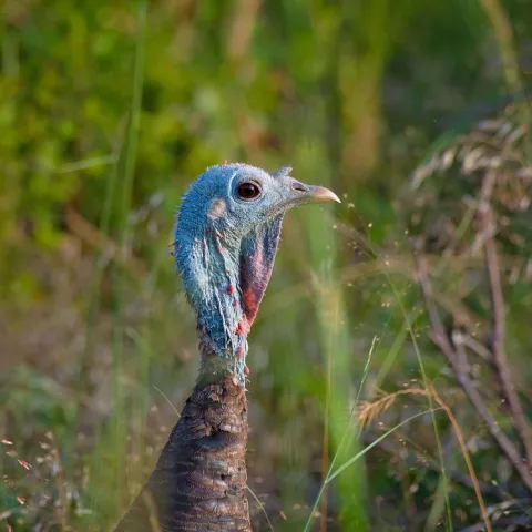 Wild turkey in field. Photo by Jeremiah Zurenda