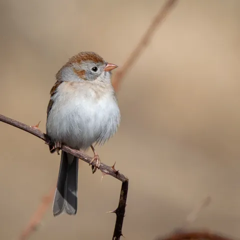 A small bird perches on a branch. 