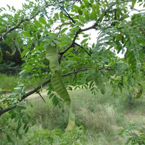 A honey locust tree with large twisted seed pod. 