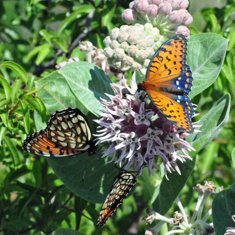 Regal fritillaries on a milkweed plant