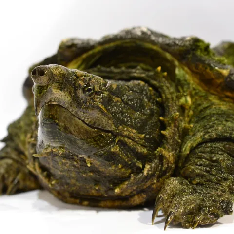 A large turtle with a hooked beak and textured shell.