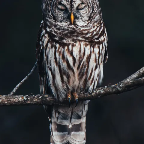 Owl on branch.  Photo by Kyle Underwood/RPS 2022