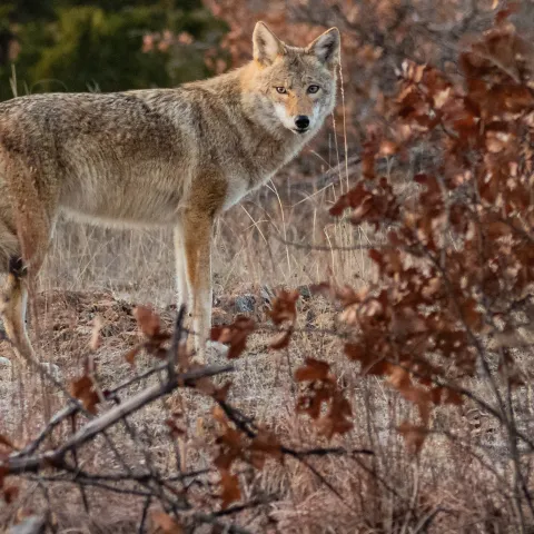 A coyote stands behind tree branches. 