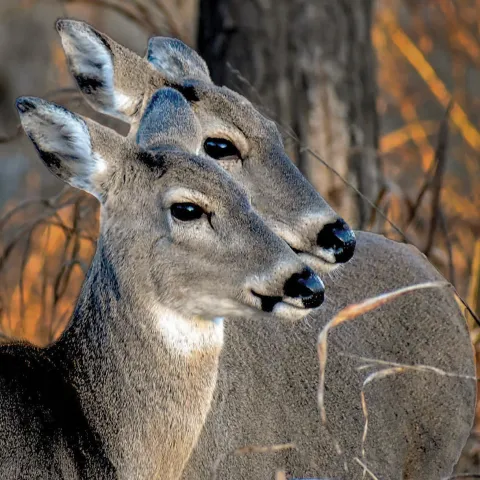 Two does in the field.  Photo by Andy Penney/RPS 2019