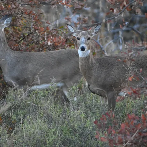 White-tailed does standing in native habitat