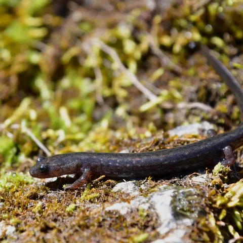 A brown salamander with a golden stripe on its tail