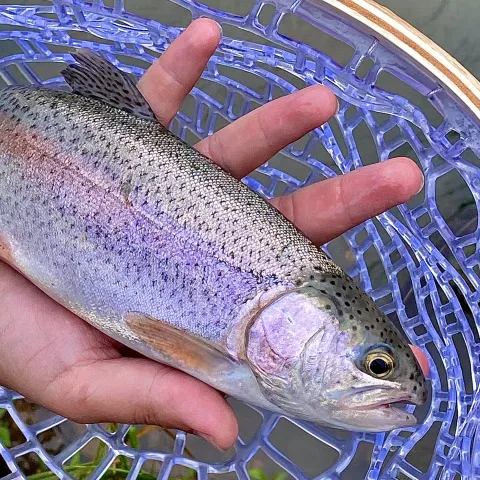 Rainbow Trout