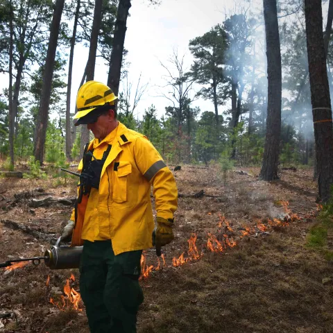 Biologists use fire to improve habitat for the federally endangered red-cockaded woodpecker.