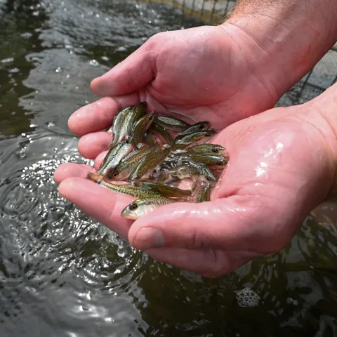 A handful of small fish are held above the water before being released. 
