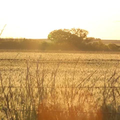 Morning sun rays light up a wheat field with a barbed wire fence in the foreground