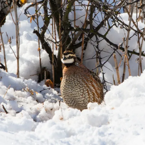 A brown and black bird stands next to a shrub in white snow. 