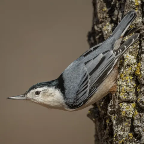 A slate gray bird with a white face and dark cap perches upside down on a tree.