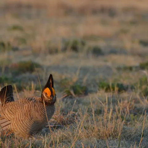 A stocky tan and brown bird performs a mating display on the prairie. 