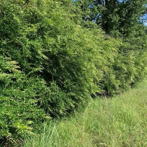 A wall of invasive Chinese privet next to a grassy path