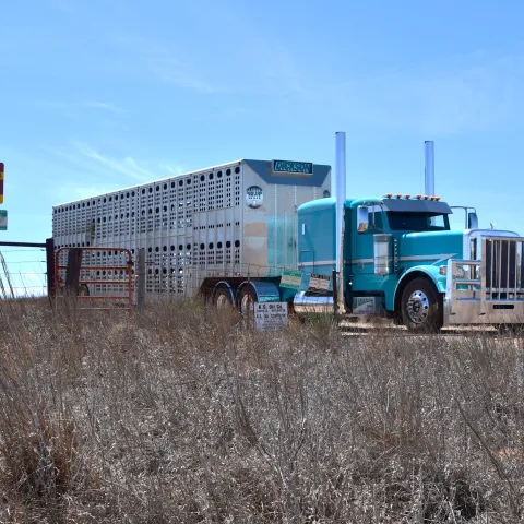 A semi-trailer truck leaves Cimarron Bluff WMA after cattle were unloaded as part of the area's grazing lease agreement. 