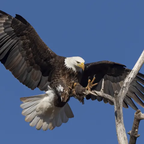 A large raptor with dark wings and a white head and tail stretches its talons as it lands on a branch.