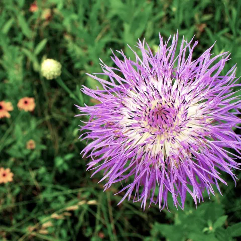 A bright cluster of purple flowers