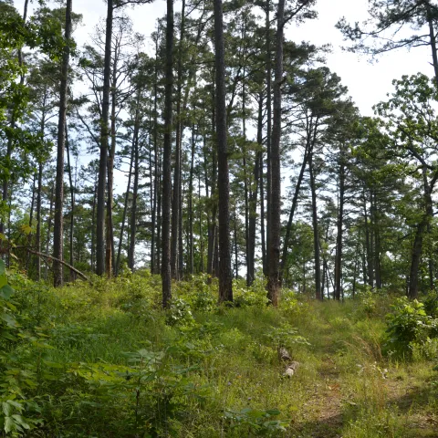 Pine trees are scattered next to a trail.