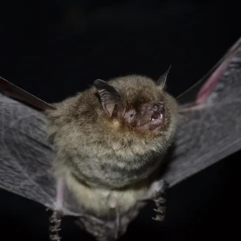 A small brown bat with its wings extended. 