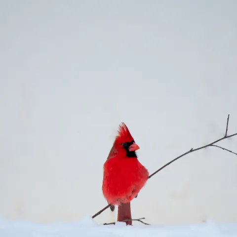 A red bird perches on a small twig sticking out of the snow. 