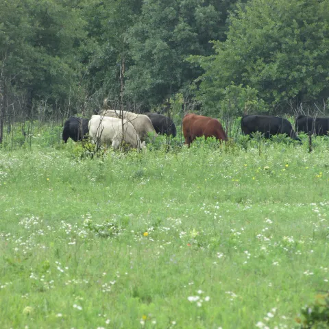 A herd of cattle feed in a grassy pasture. 