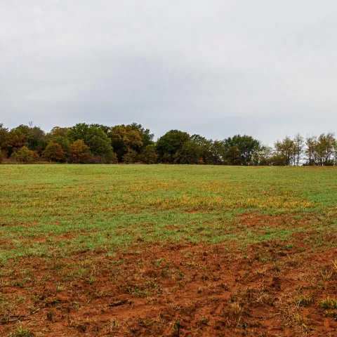 A large food plot with bare ground and fresh, green seedlings. 