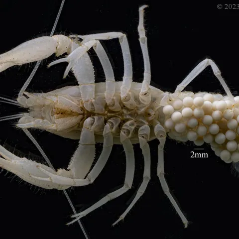The underside of a pale crayfish with eggs under the tail. 