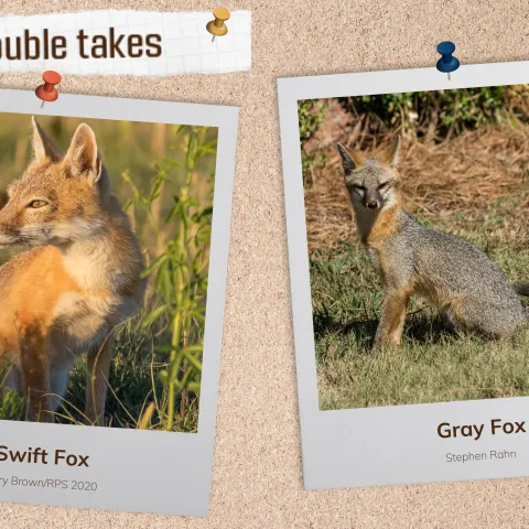 A corkboard with images of two rusty-colored foxes