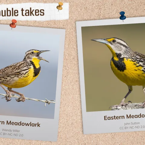 A corkboard with images of two grassland birds. 