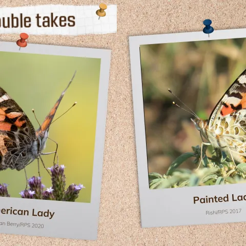 A corkboard with images of two orange and black butterflies