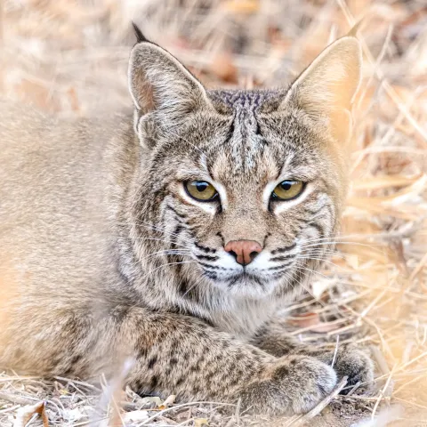 A brown cat lays on the ground, looking through standing vegetation. 