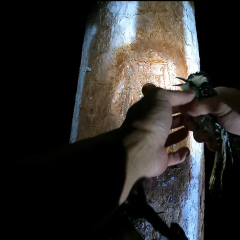 Photo of a black and white bird in two hands with a cavity tree in the background. 