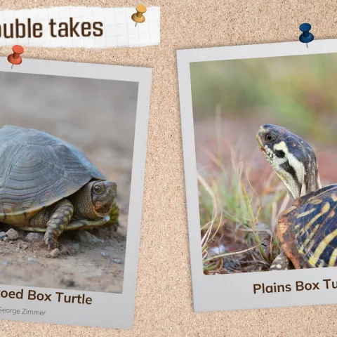 A corkboard with images of two box turtles. 