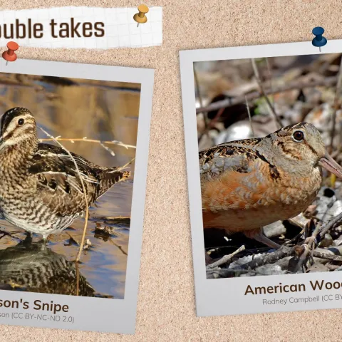 A corkboard with images of two camouflaged birds. 