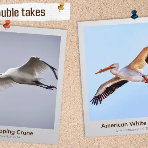 A corkboard with images of two large white birds in flight. 