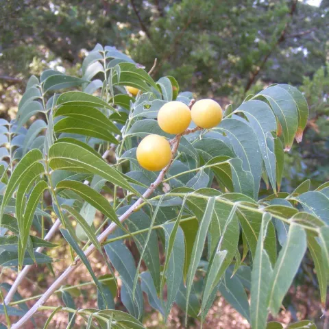 A tree with compound leaves and pale fruits. 