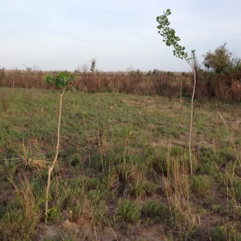 Two small cottonwood "poles" are growing in a prairie. 